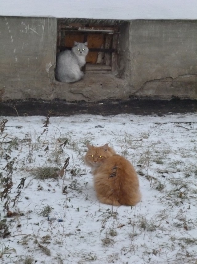 Котовторник 09.09.2014