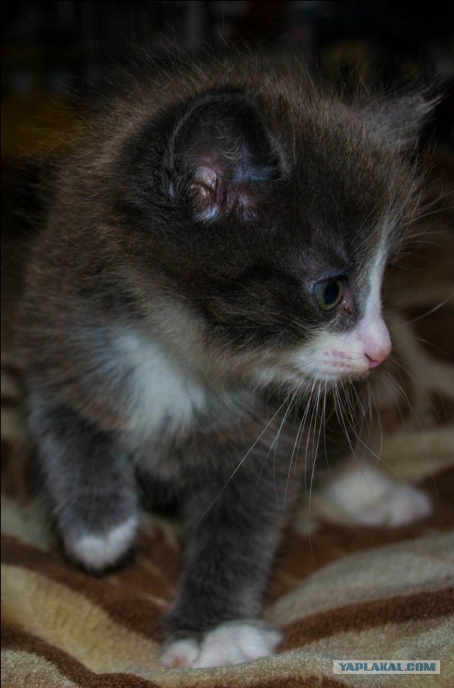 Скажем за котят : "Нет Морфлоту ! "