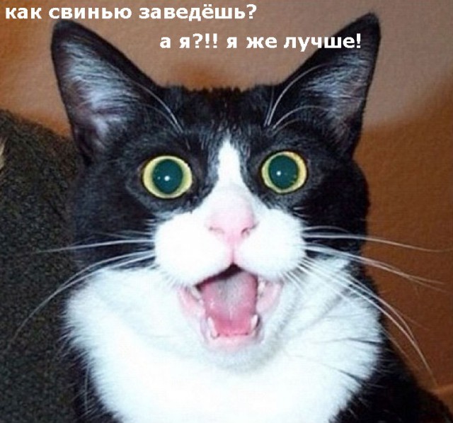 Карликовая домашняя свинья