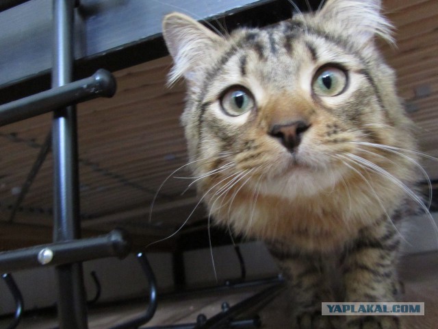 Котовторник 14.07.2015