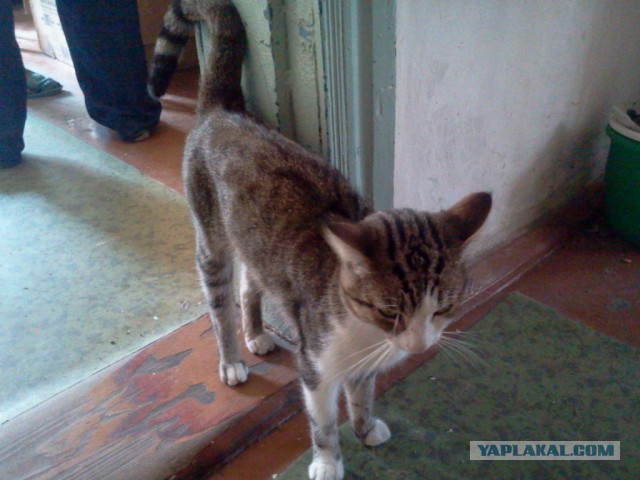 Котовторник 15-09-2015 !