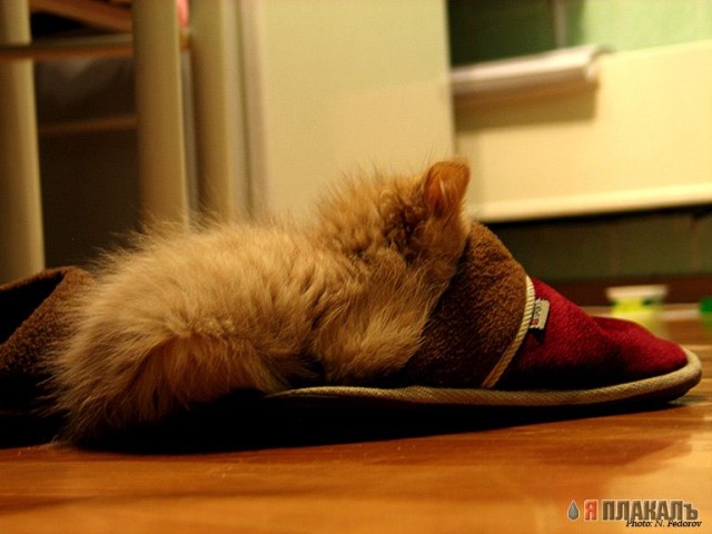 Коты, кошки, котята