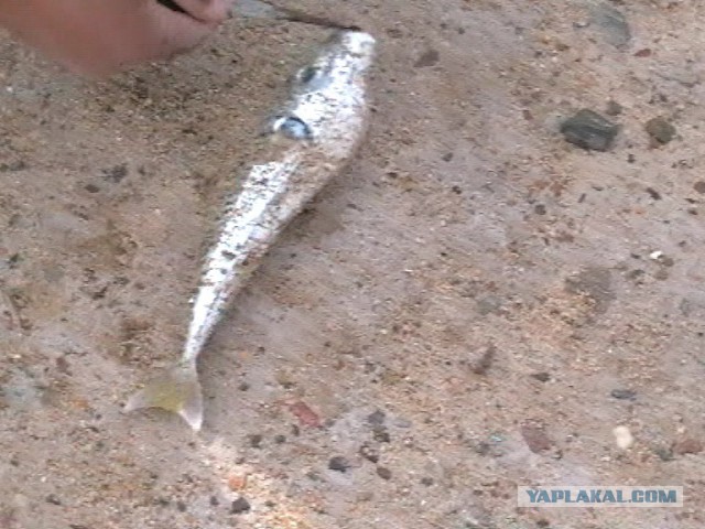 Безумная японская кухня
