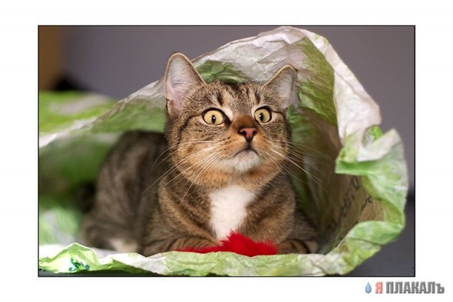 Коты, кошки, котята