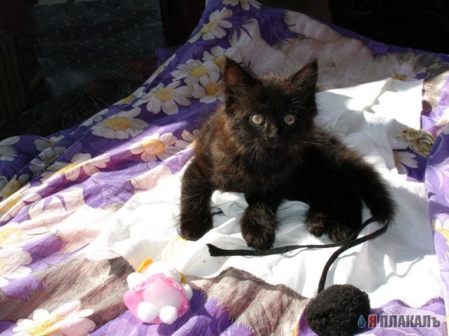 Котёнок ищет доброго хозяина
