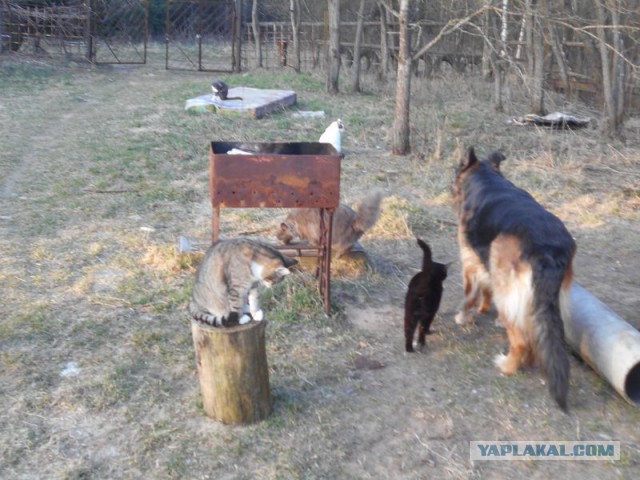 Жизнь домашнего приюта для котеек 108