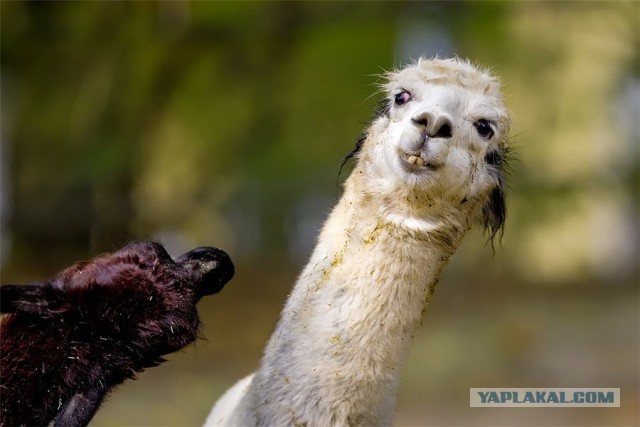 Эти глаза напротив. Калейдоскоп.
