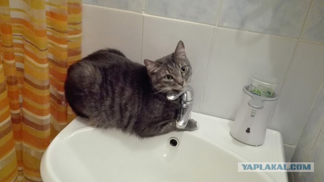 Ваши фотки котов на телефон