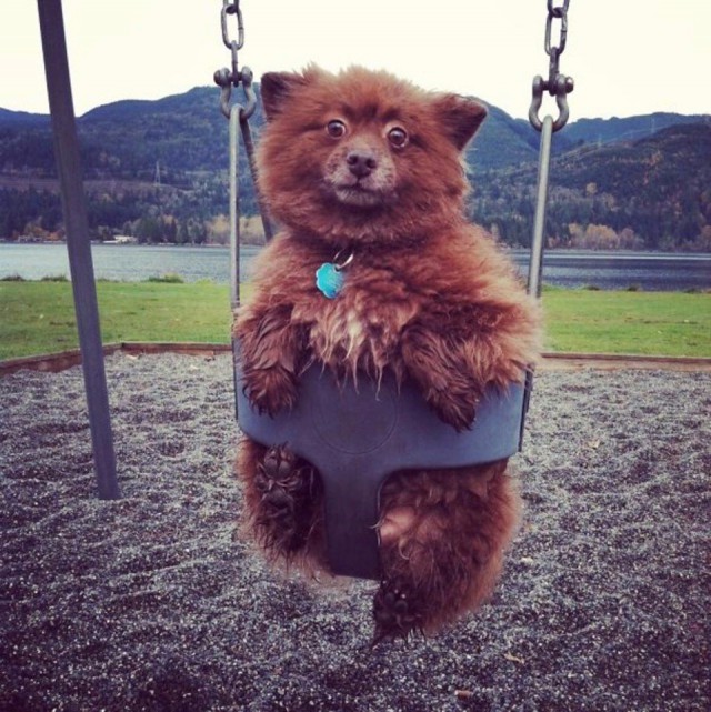 Прикольные животные