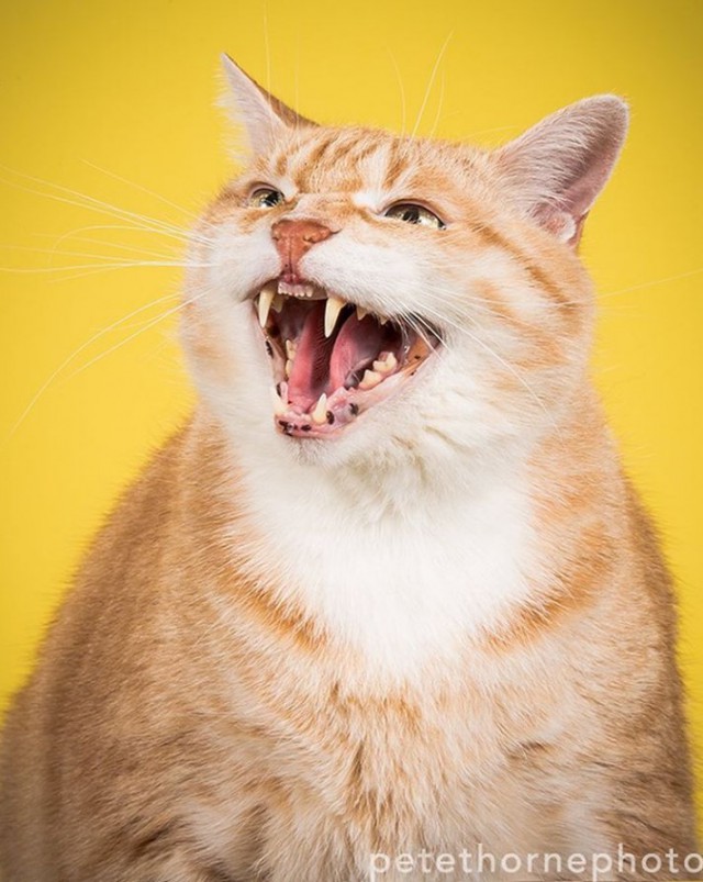 Толстота спасет мир: умилительно огромные коты в фотопроекте Пита Торна