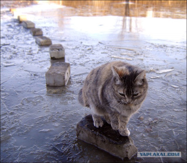 Котейки пост