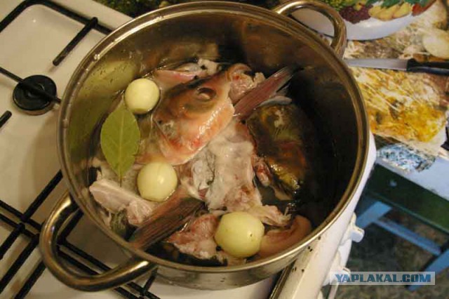 Толстолобик, глубокая переработка.Холодец.