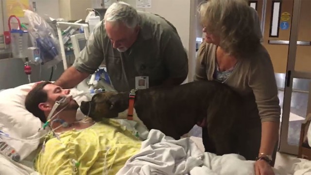 Собаке разрешили прийти в больницу сказать умирающему хозяину последнее «прощай»