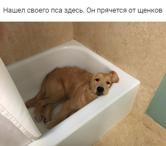 Подборка забавных животных