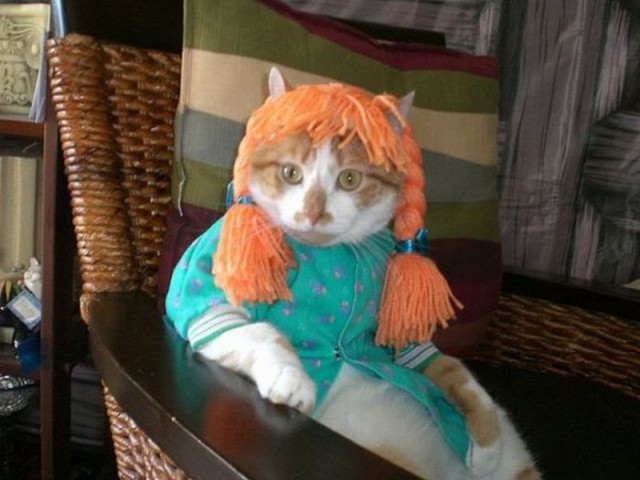 Коты и Кошки