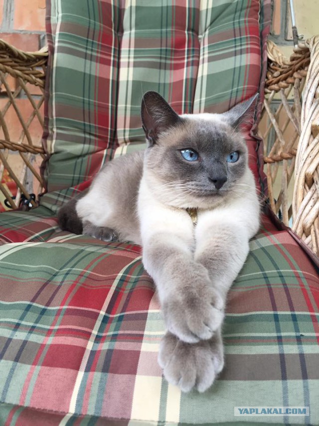 Котовторник 1.08.17