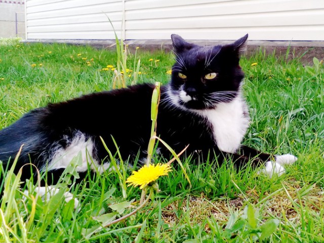 Котовторник  15.08.2017