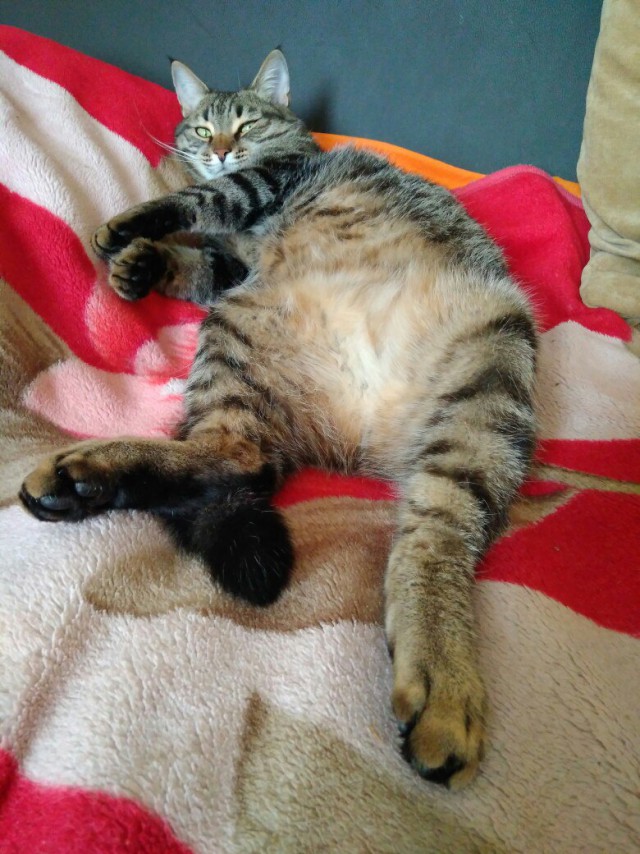 Коты и Кошки