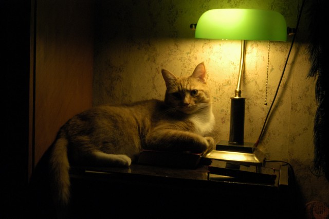 Котовторник 30.01.2018