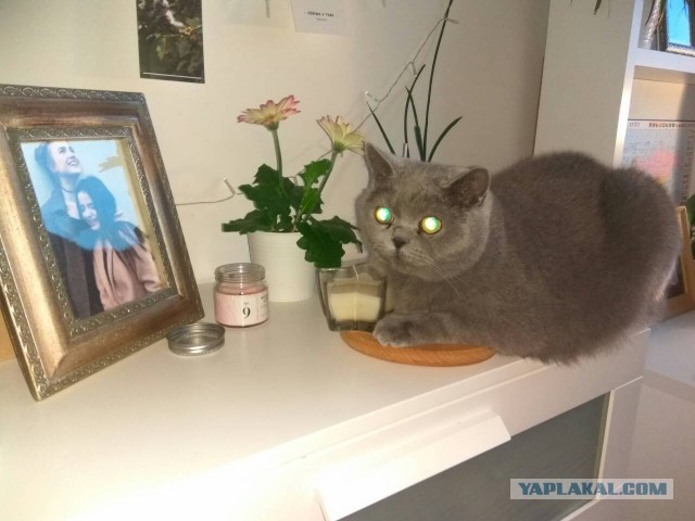 Котовторник 20.02.18