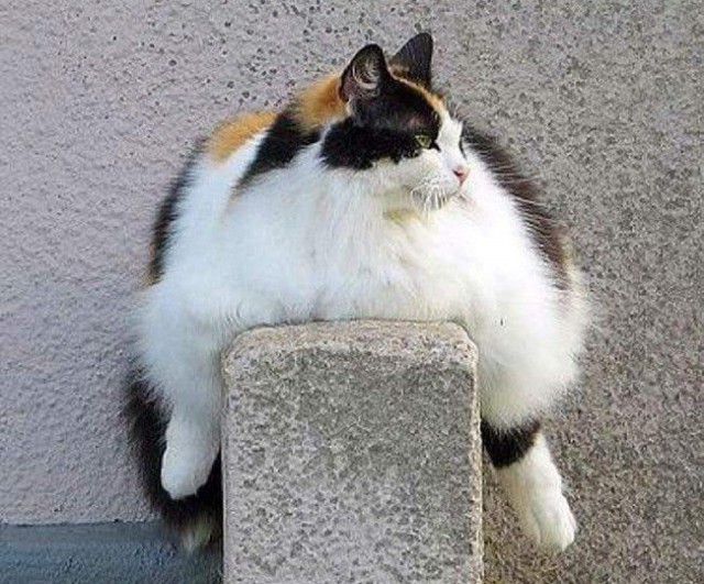 Прикольных котов пост