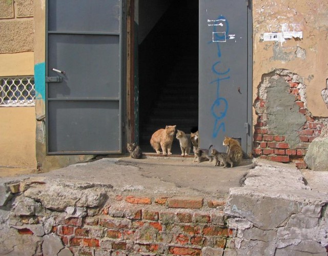 Котомет на вторник 08.04.08