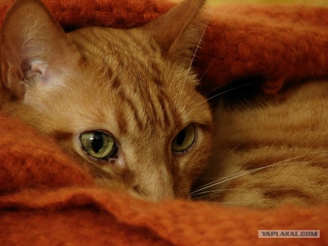 Котовторник на ЯПлакалъ (03.06), котята (31 шт)