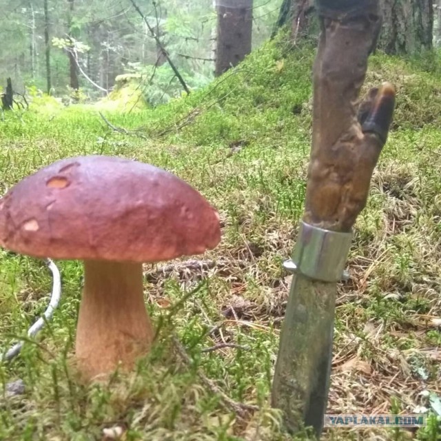 Удачный грибной сезон