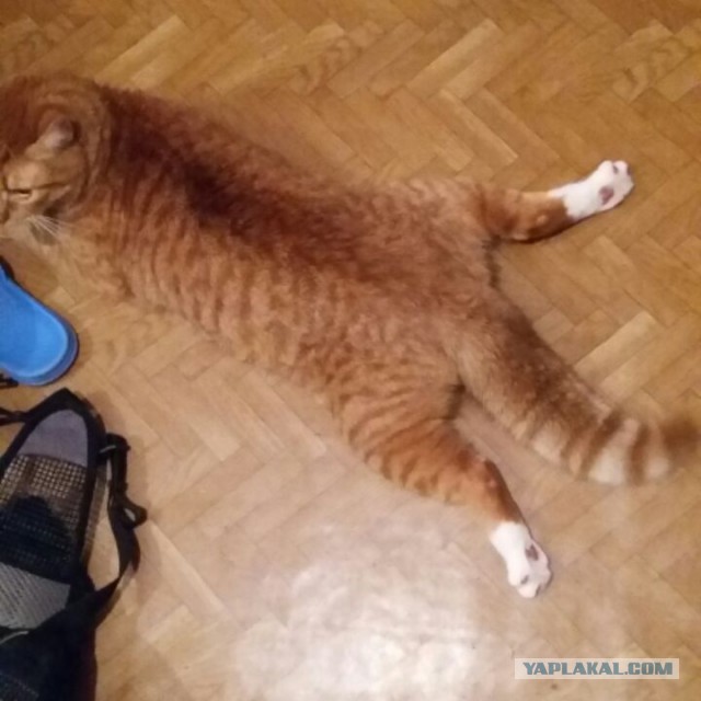 Для чего созданы коты
