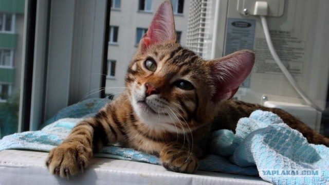 Сонный Котовторник