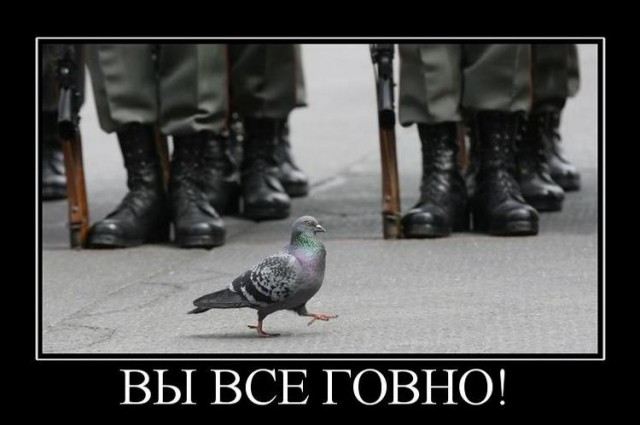 Голубь Иван