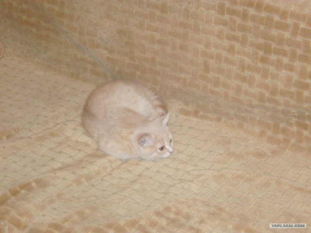 Котовторник 06.12.2011