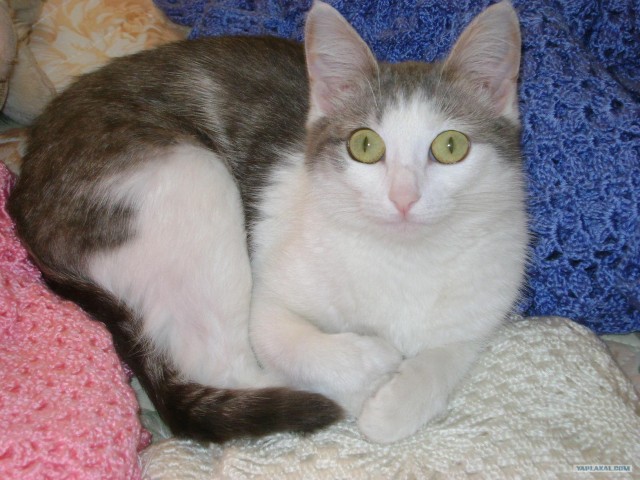 Котовторник 20.12.2011