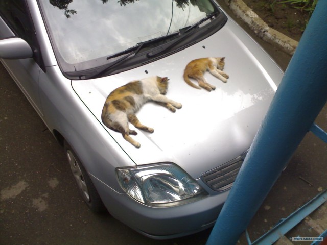 Котовторник (28.02.2012)
