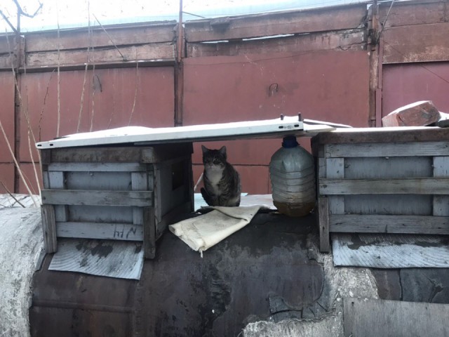 Прикольных котов пост