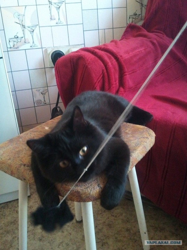 Котовторник (15.05.2012)