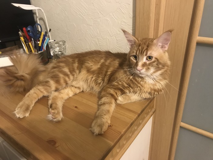 20 снимков с кисточками, доказывающих, что прекраснее мейн-кунов могут быть лишь котята мейн-кунов