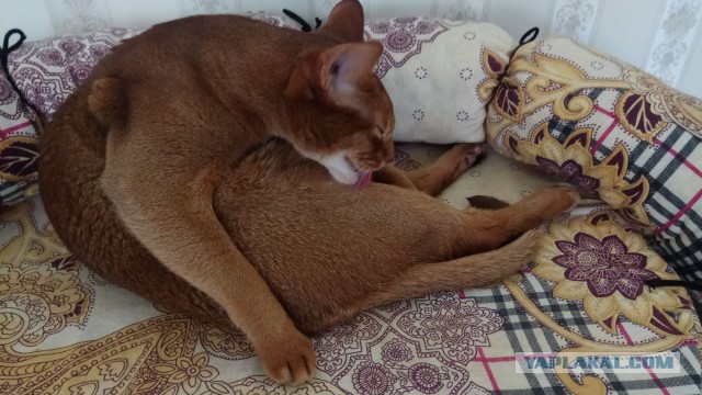Котовторник 19.02.2019