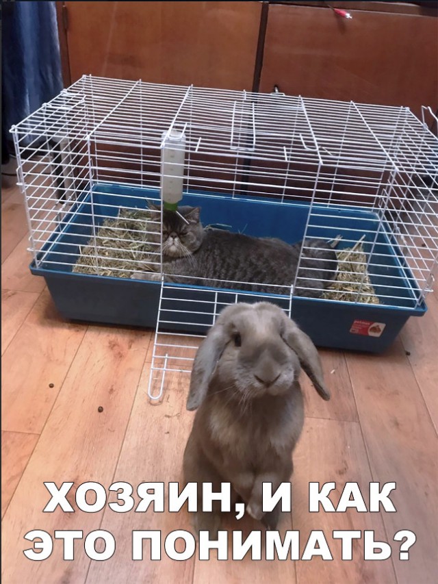 Живность из сети