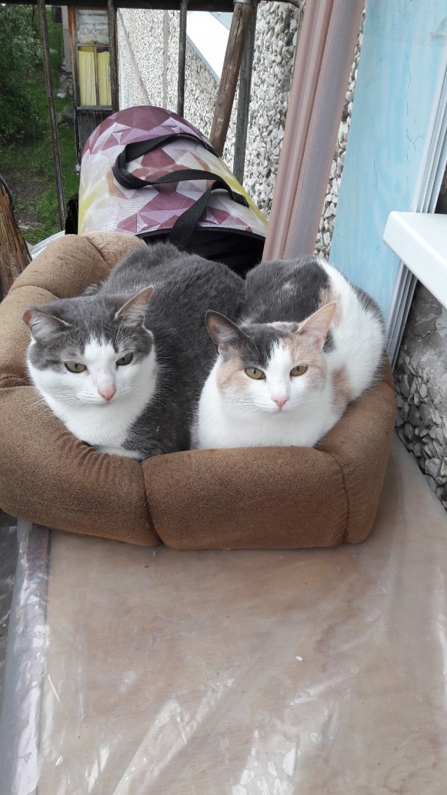 Забавные фото котеек