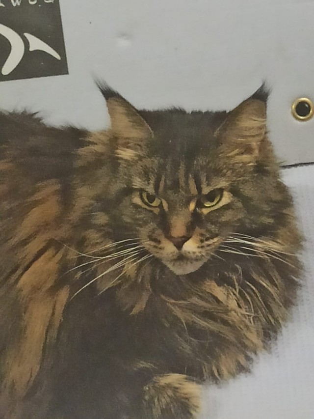 Котовторник *новогодний* 31/12/2019