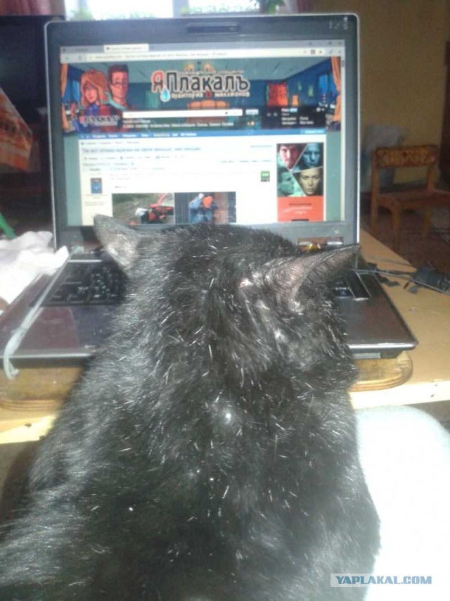Отданные даром. К котовторнику