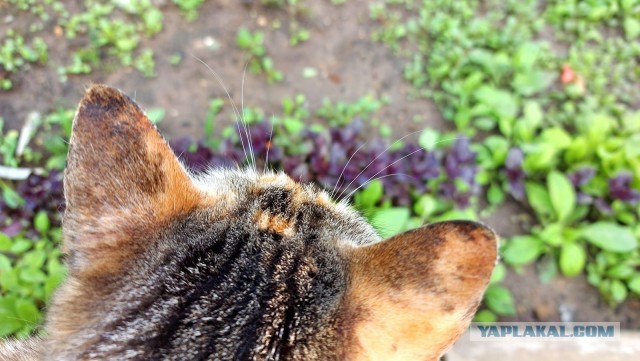 Дежавю. Чесночный соус Rouille или Руй