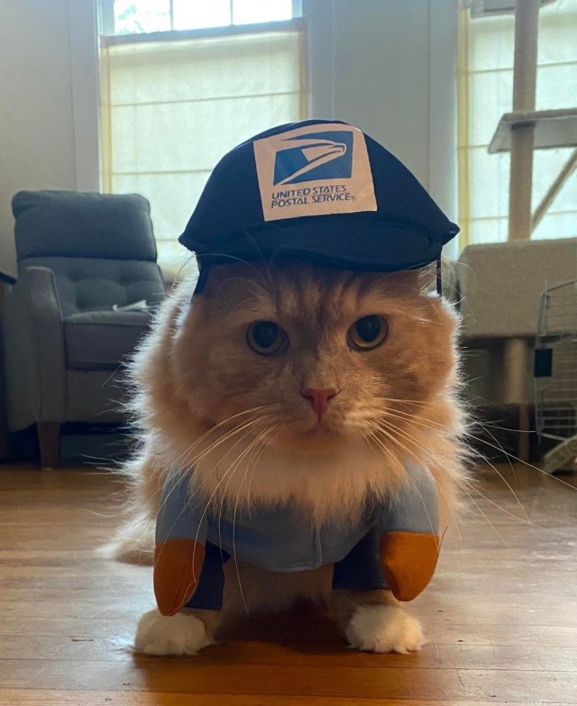 Эти забавные животные
