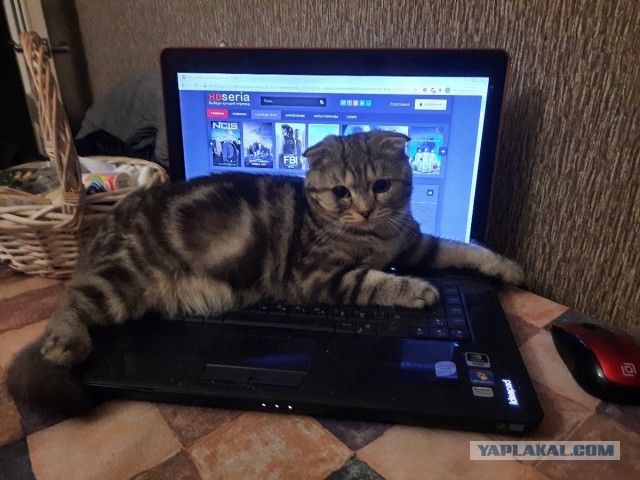 Последний котовторник 2020 года