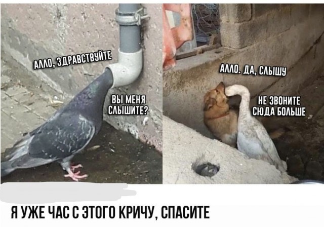 Кретинизмы от KV и KO 28.01.2021