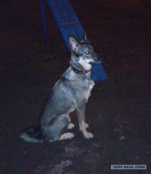 Пополнение в приюте для собак