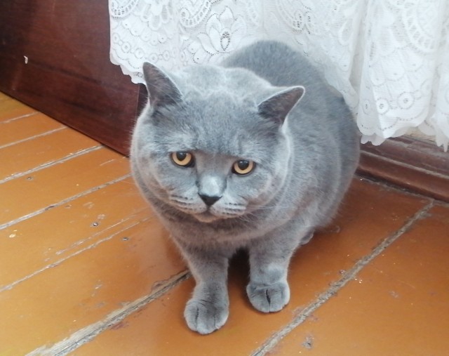 Охотник