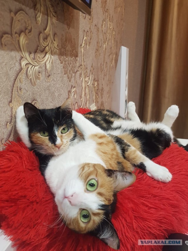 Котовторник же!
