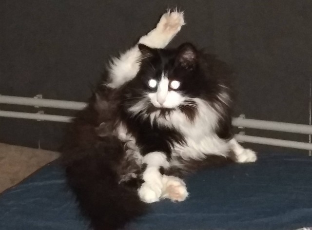 Вторник-кото
